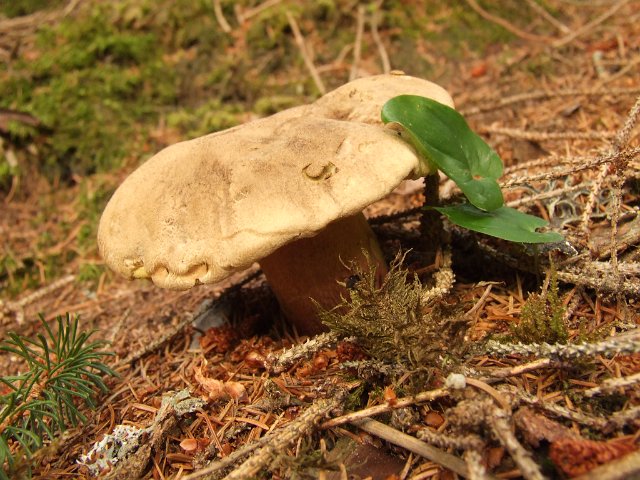 109 Boletus Satanas